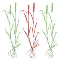 overall_tilling_mutant_resource_3_plantsPB