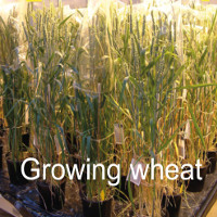 Growing_wheat_main_icon